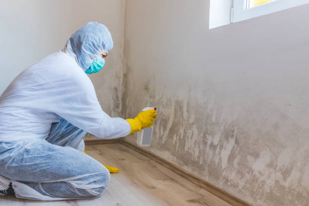 Licensed Black Mold Removal service in Montclair, NJ - WQB Mold Removal