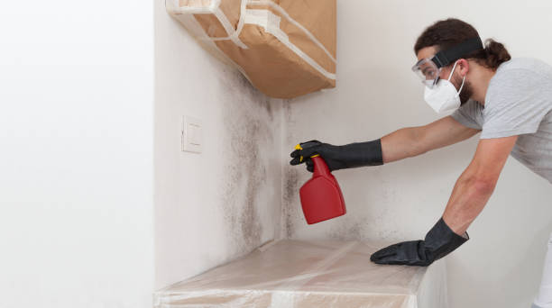 Professional Black Mold Removal technician working in Montclair, NJ
