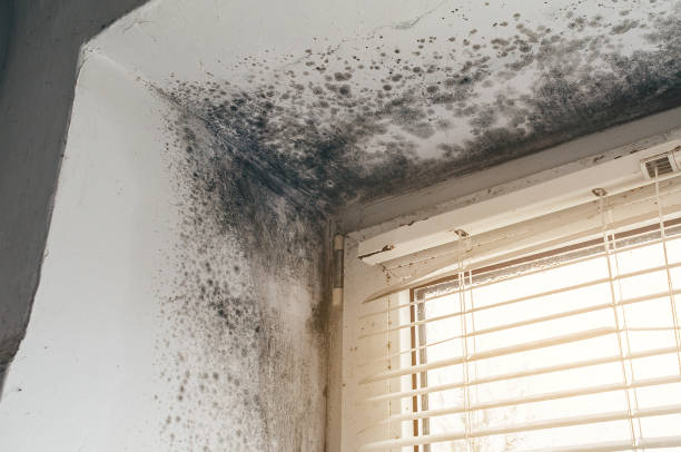 Affordable Black Mold Removal solutions in Montclair, NJ