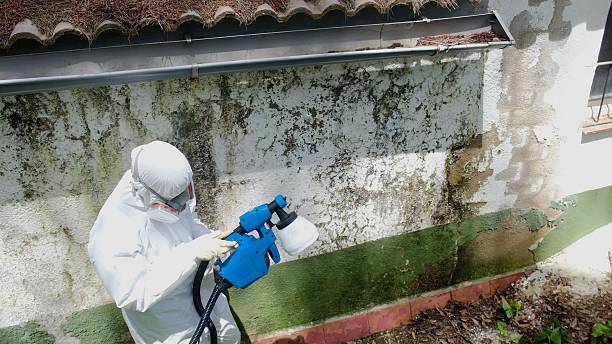 Top rated local Black Mold Removal specialists in Montclair, NJ